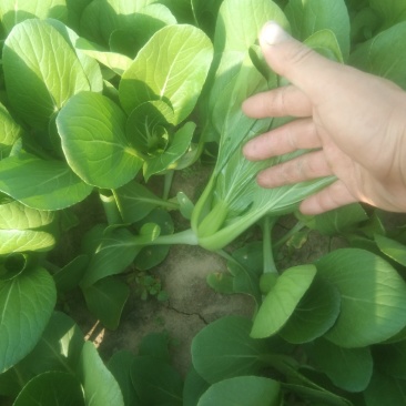 全国供应现货秒发应季油菜