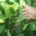 全国供应现货秒发应季油菜