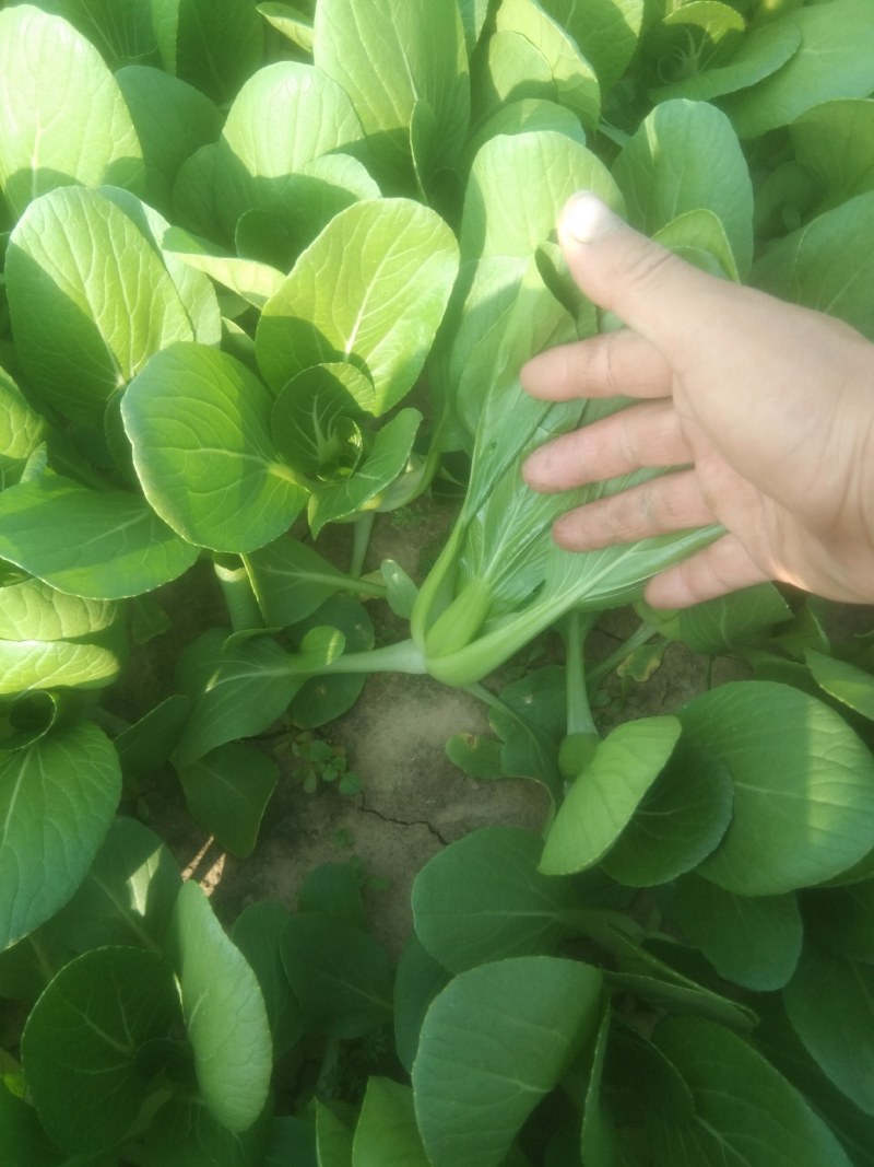 全国供应现货秒发应季油菜