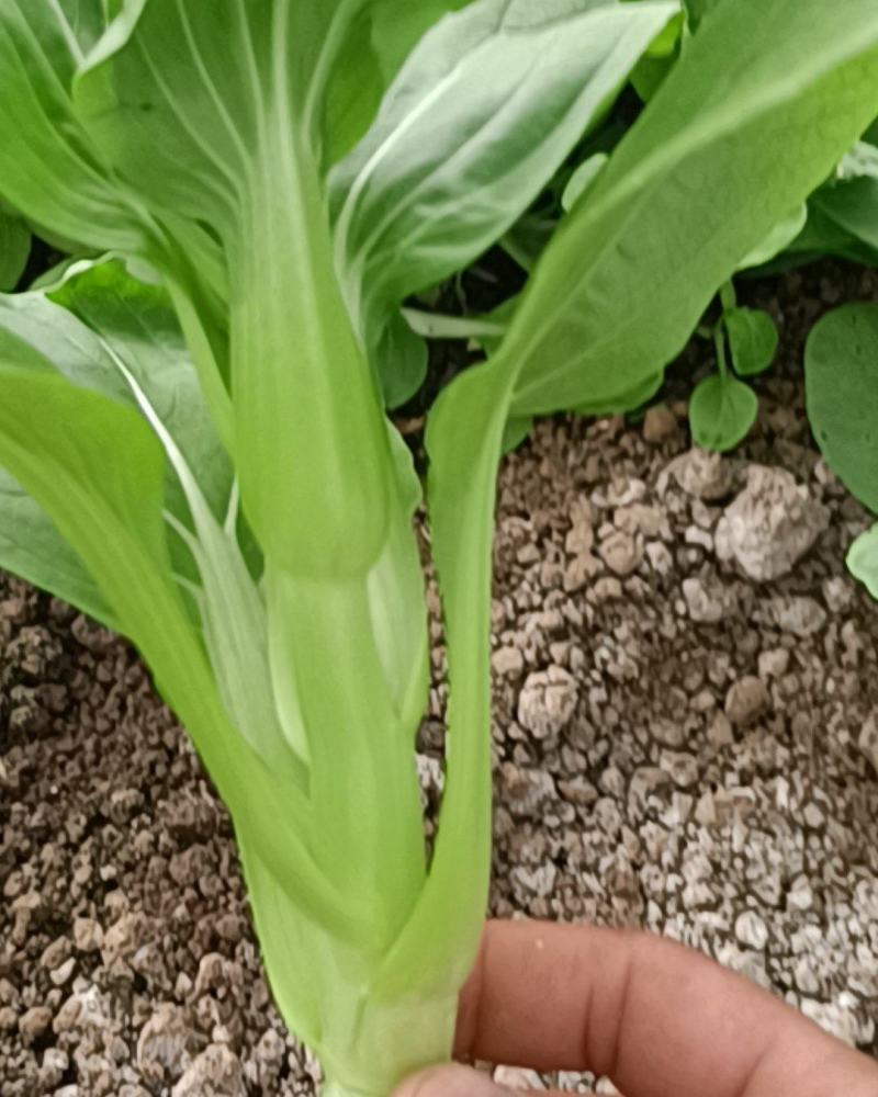 无添加菜苔长期供应全国供应