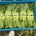 精品菜苔长期有货全网低价