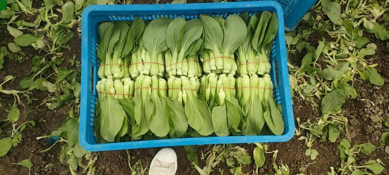 精品菜苔长期有货全网低价