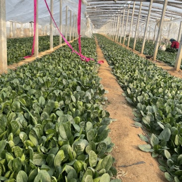 保质保量菠菜随时有货诚信经营