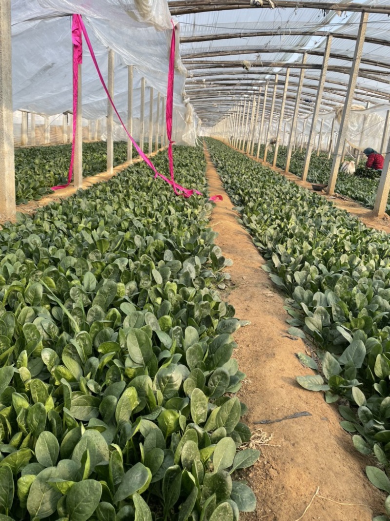 保质保量菠菜随时有货诚信经营