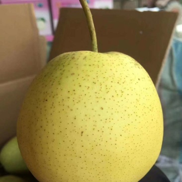 产地直发价格美丽梨