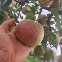 正品保障精品梨随时有货