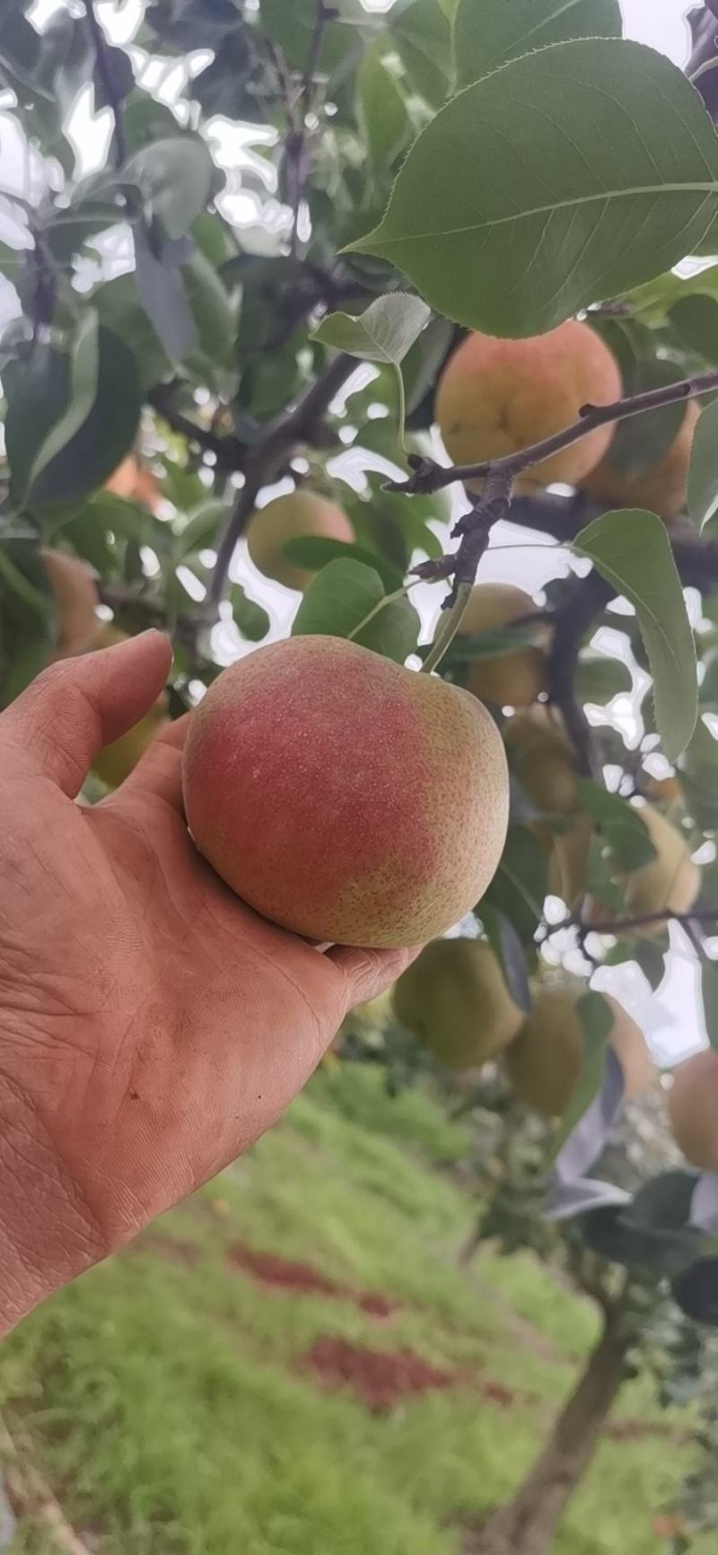 正品保障精品梨随时有货