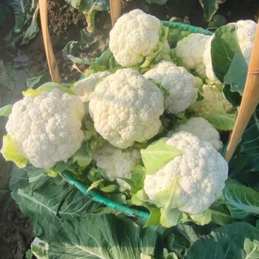 正品菜花长期供货价格美丽