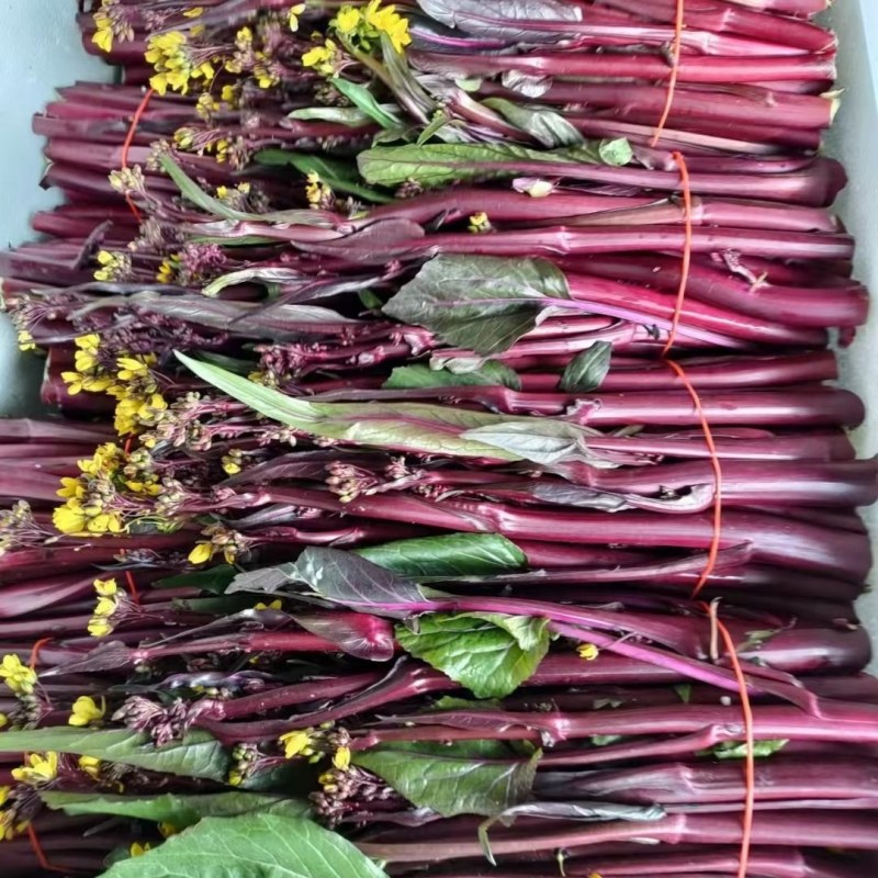 规格齐全菜苔价格美丽一手货源