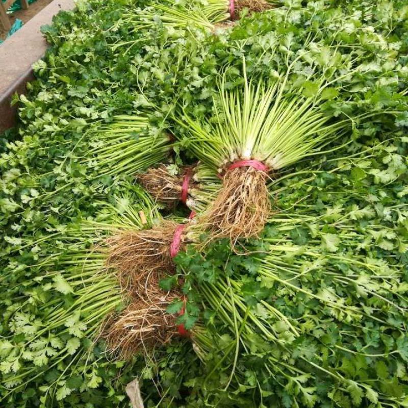 量大从优天然新鲜香菜产地直发