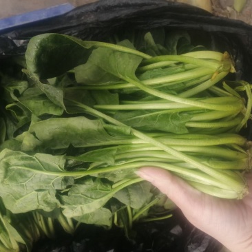 精品菠菜长期供货全网低价