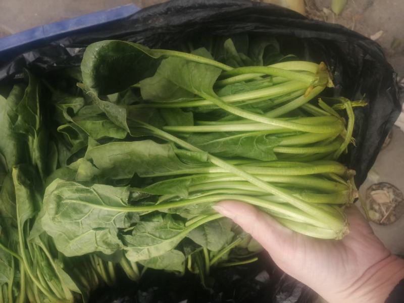精品菠菜长期供货全网低价