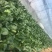 规格齐全菠菜长期供货欢迎联系