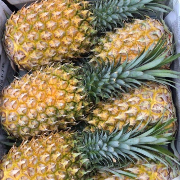 精品菠萝全国包邮