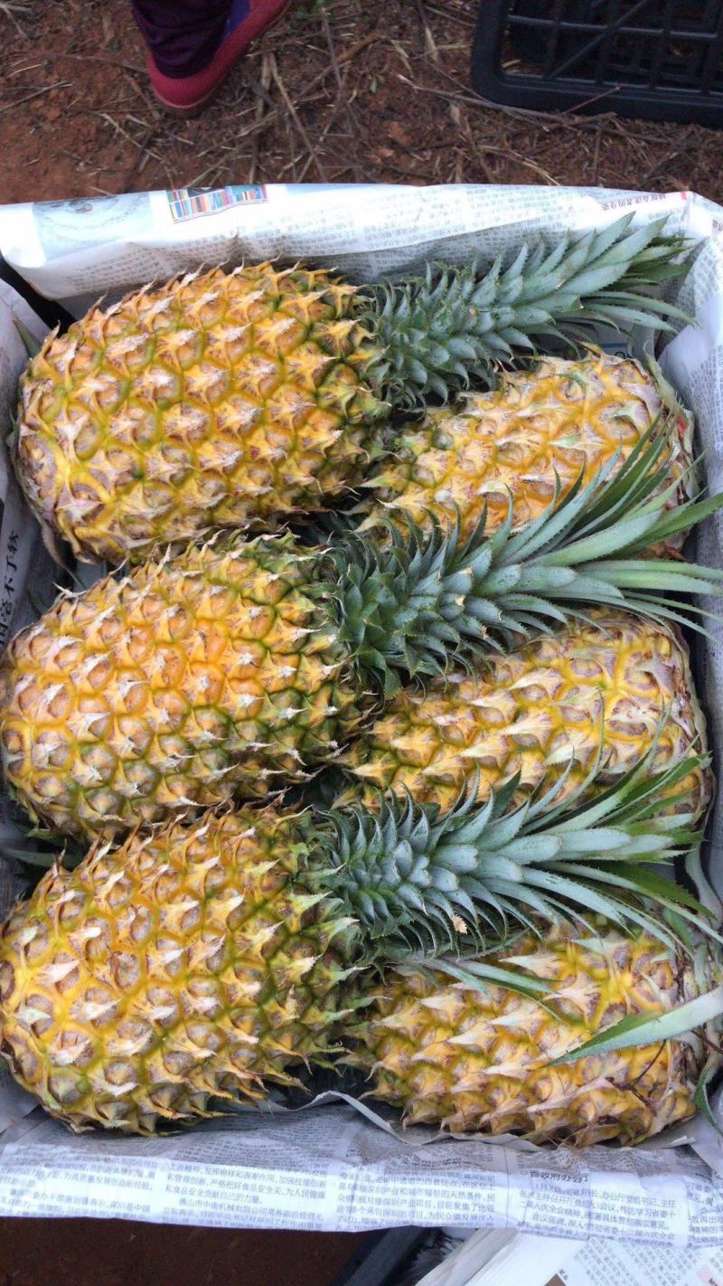 精品菠萝全国包邮