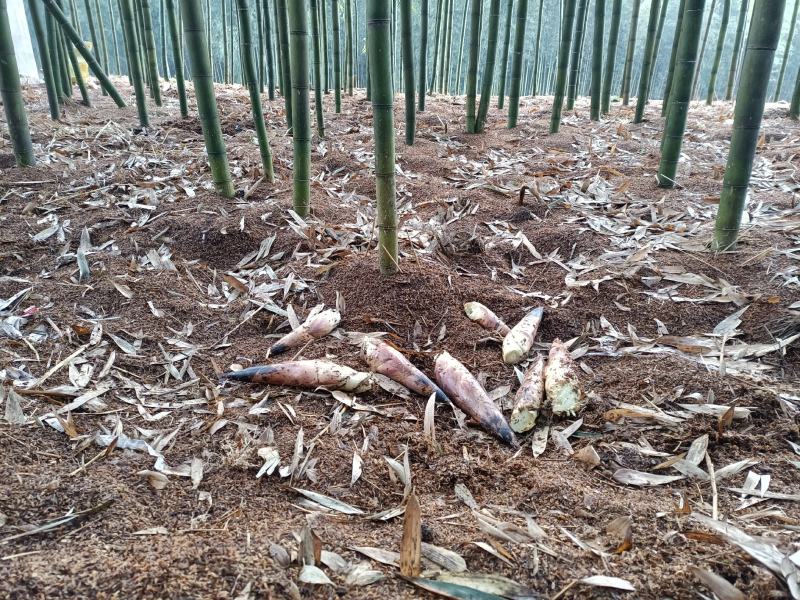 正宗竹笋长期供货价格美丽