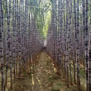 全网优质货源甘蔗长期有货