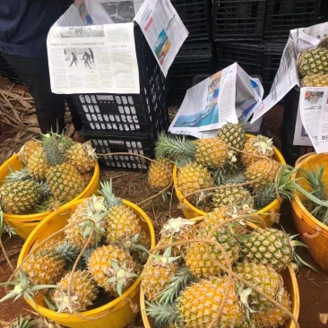 正宗应季凤梨欢迎联系