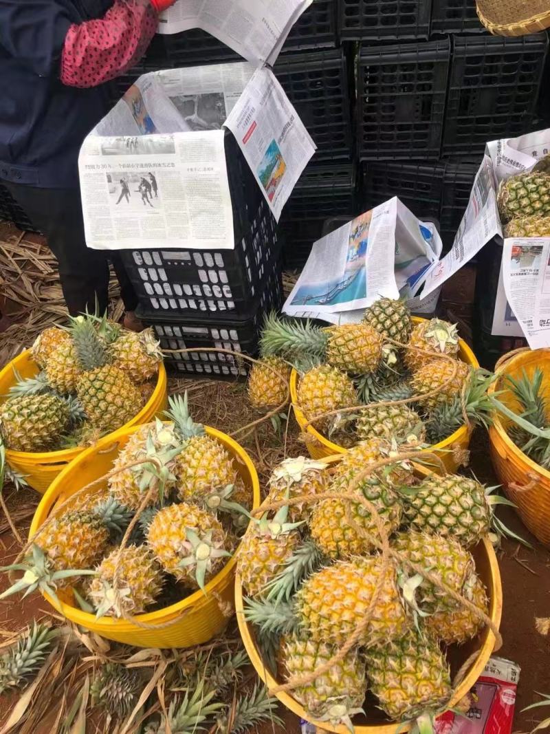 正宗应季凤梨欢迎联系