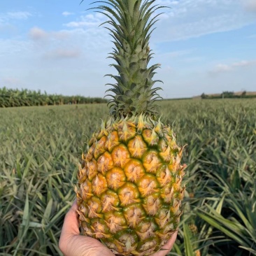 量大从优菠萝直发