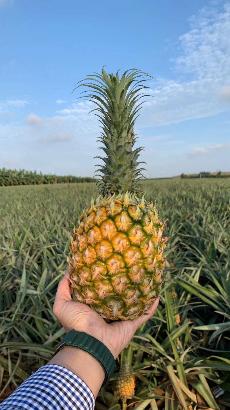 量大从优菠萝直发
