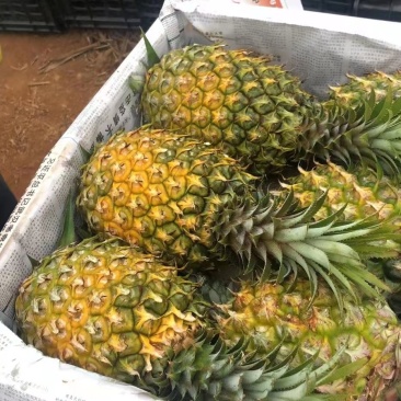 菠萝应季全国供应欢迎电话咨询