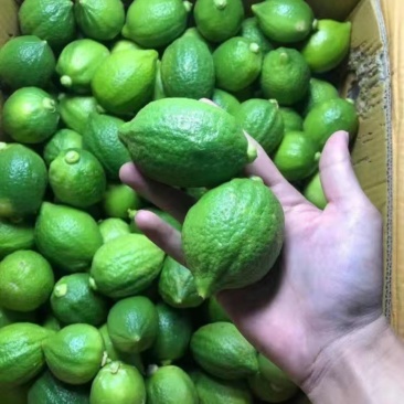 柠檬全国供应正宗