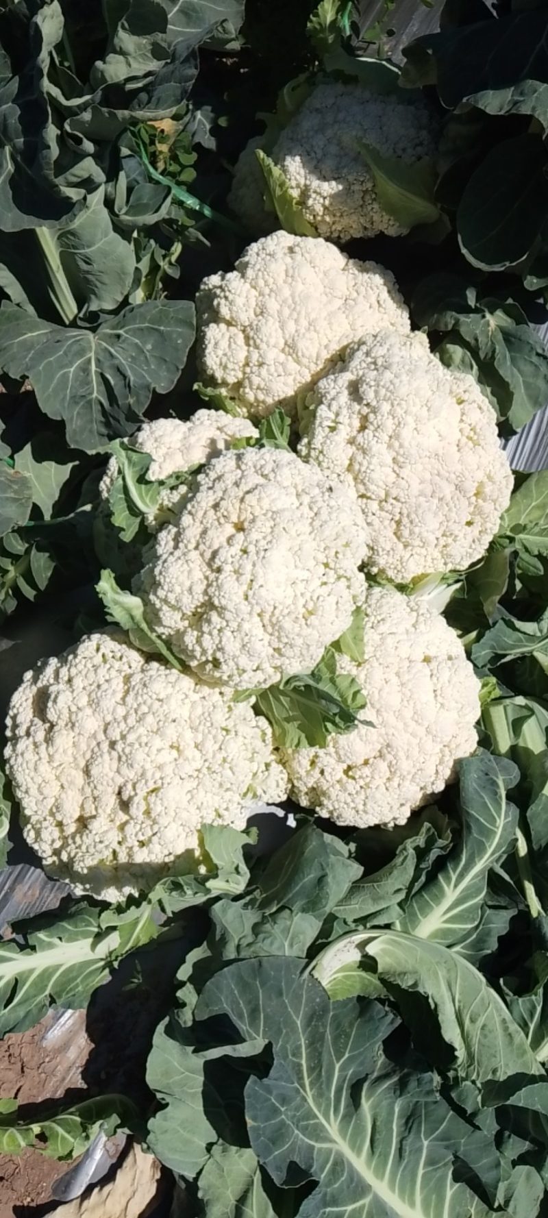 正宗菜花源头供应价格美丽