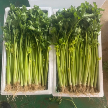 精品芹菜长期供应价格美丽