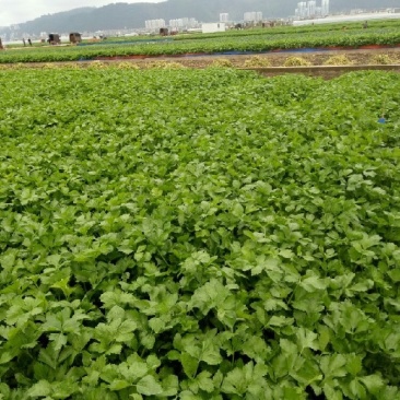 正宗芹菜现货秒发欢迎联系
