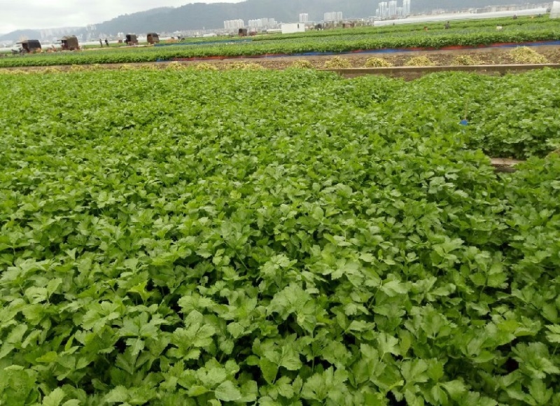 正宗芹菜现货秒发欢迎联系