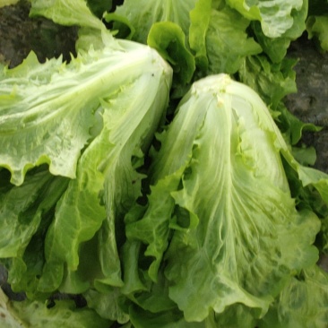 天然新鲜生菜长期供应全国供应