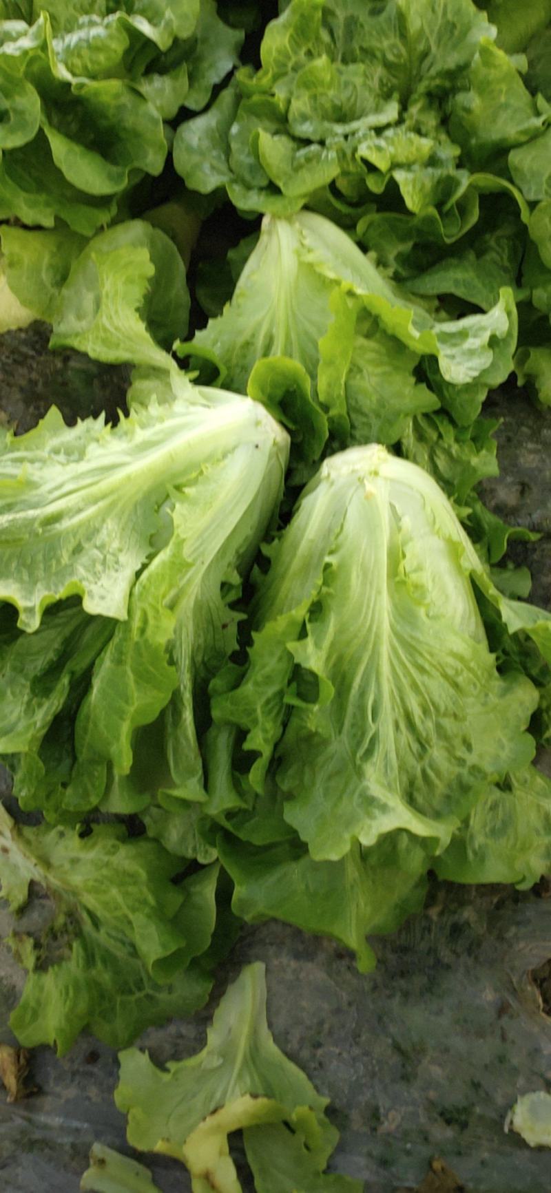 天然新鲜生菜长期供应全国供应