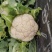 正品保障菜花源头供应价格美丽