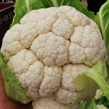 天然新鲜菜花一手货源全国供应