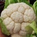 天然新鲜菜花一手货源全国供应