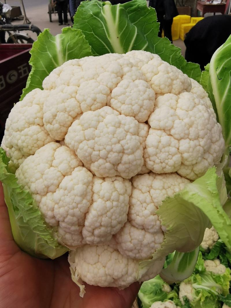天然新鲜菜花一手货源全国供应