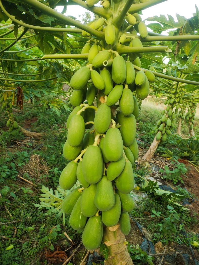 木瓜精品价格美丽