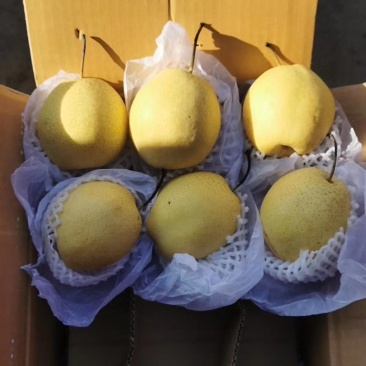 梨应季最新日期电商供货