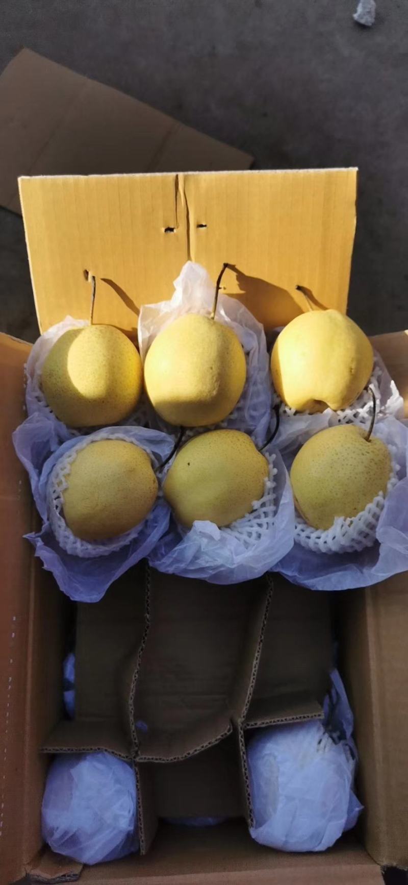 梨应季最新日期电商供货