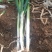 正品保障大葱应季供应量大从优