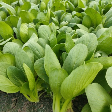 产地直发，全网低价正宗油菜