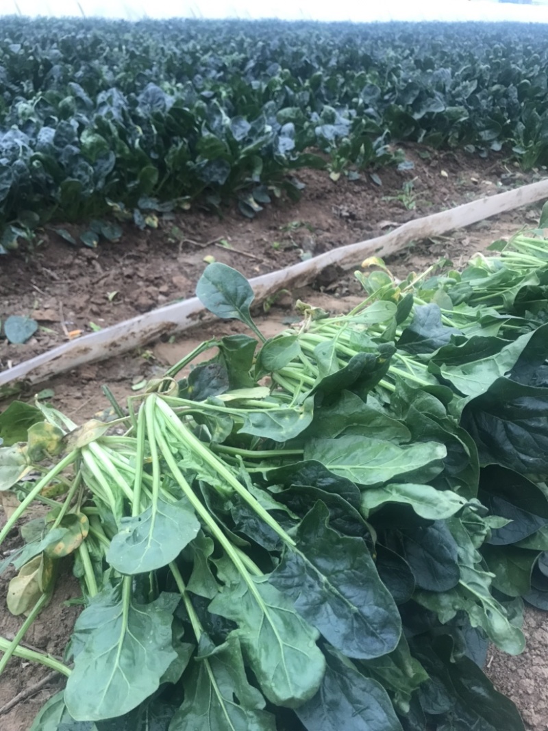 精品菠菜现货秒发价格美丽