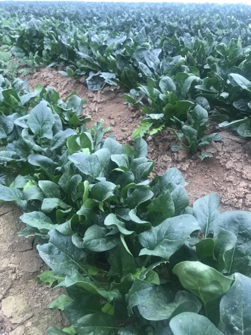 精品菠菜长期供应全国供应24小时在线服务