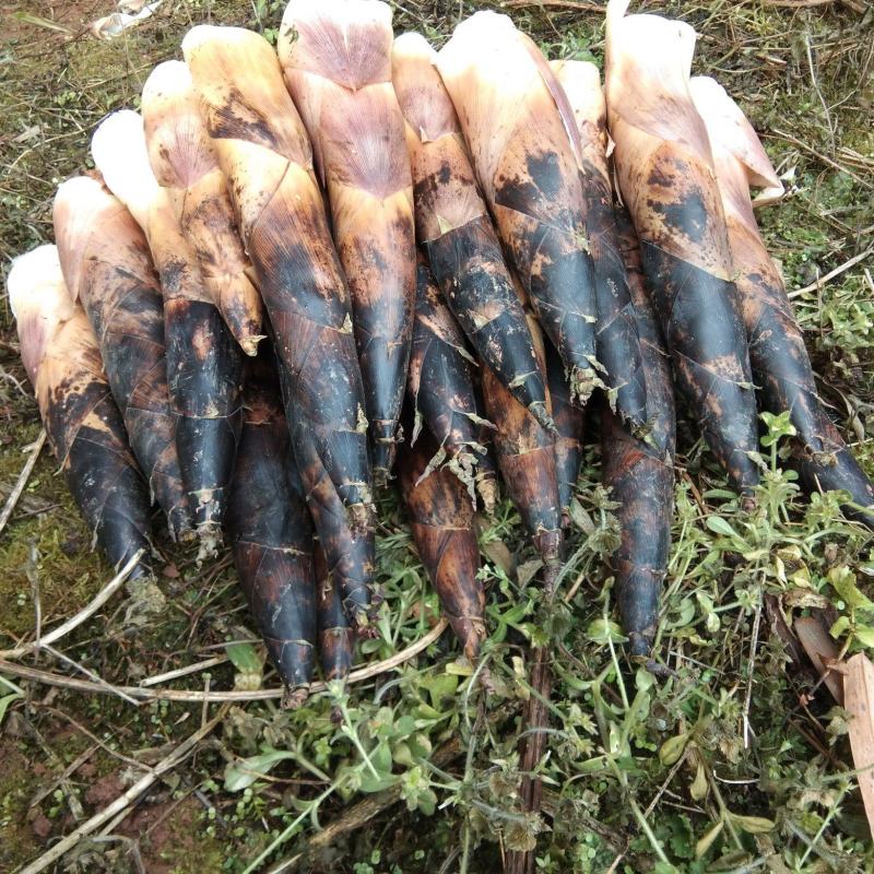 正品竹笋长期供应全网低价