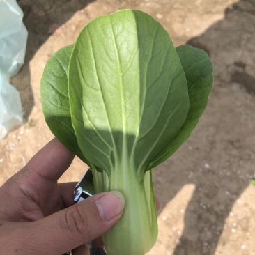 规格齐全油菜全国供应超高性价比