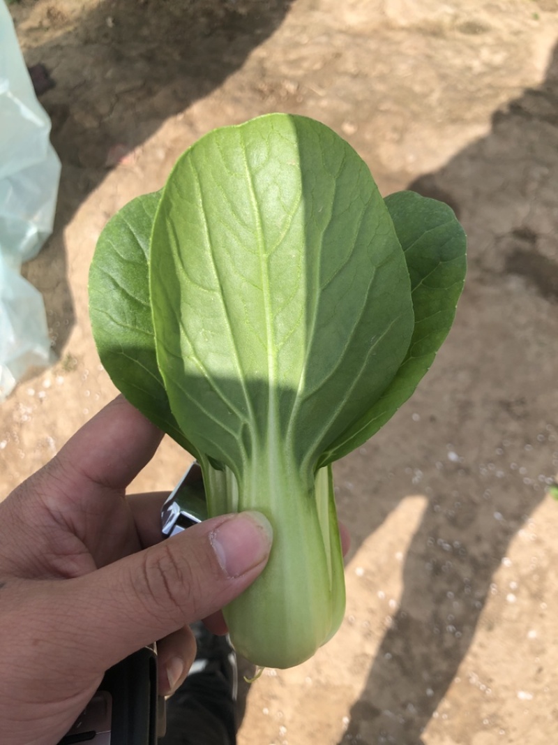 规格齐全油菜全国供应超高性价比