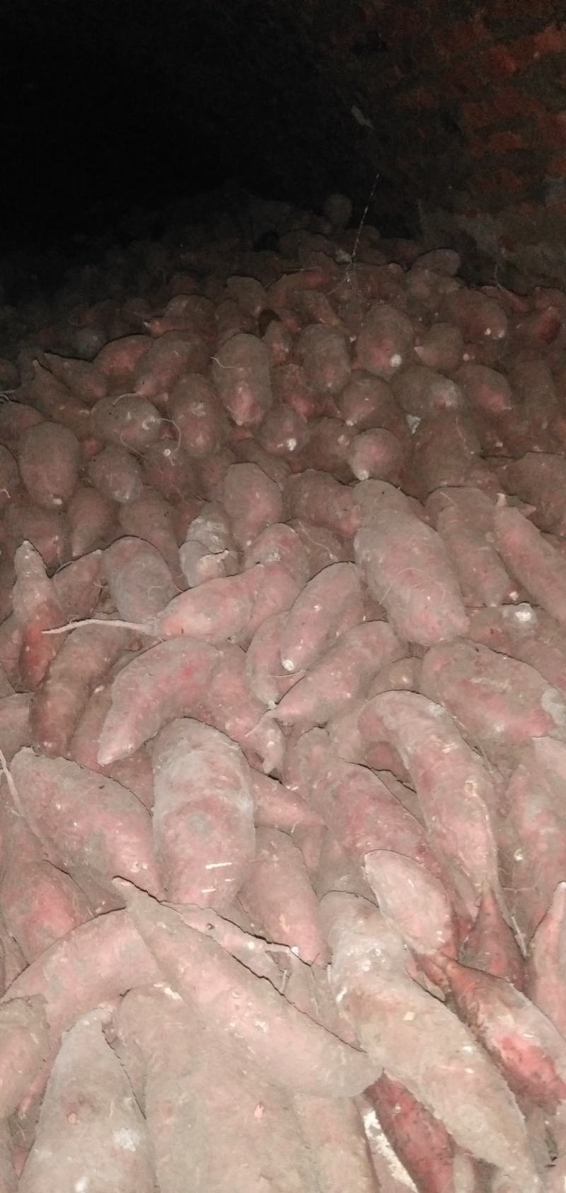 正品保障红薯现货秒发价格实惠