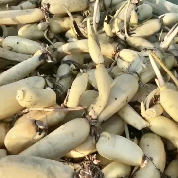 规格齐全莲藕产地直发价格美丽下单秒发