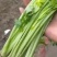 天然新鲜芹菜源头供应量大优惠欢迎电话咨询